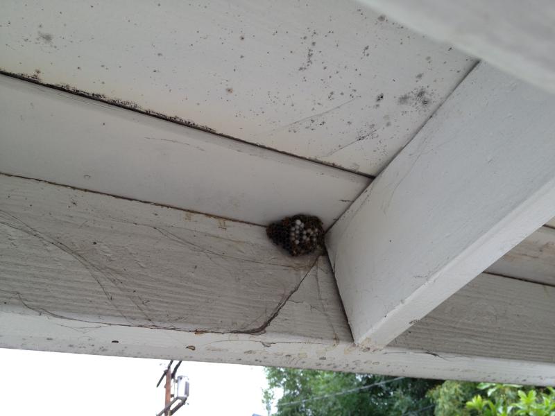 WASPS IN BURBANK ARE NASTY