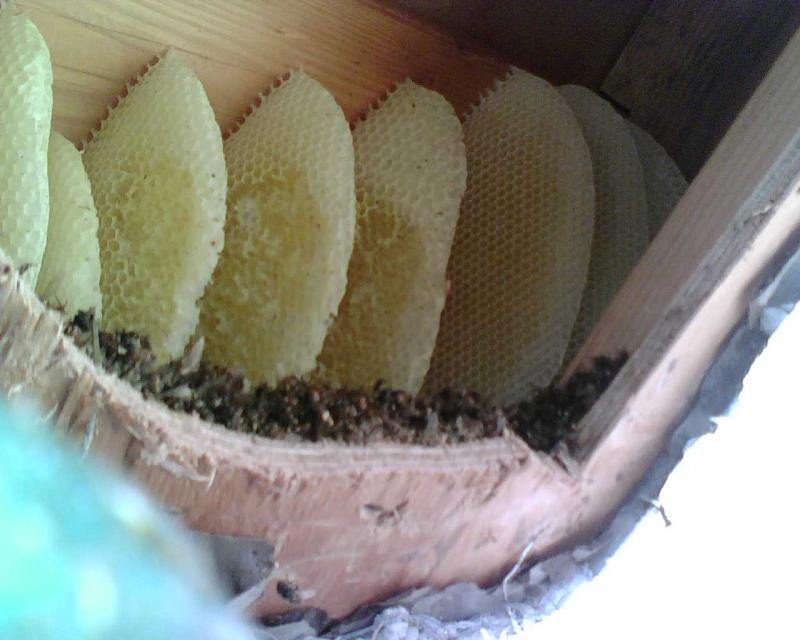 Bee Hive in Eve