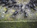 Black Ant Exterminator burbank
