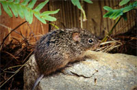 Rat
